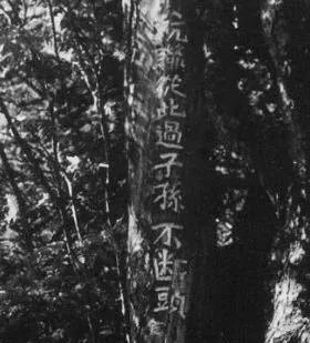 80年代，有人在杨靖宇将军当年牺牲的树林里，发现一棵树上刻着十个字“抗联从此过，
