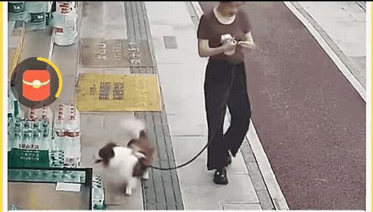 不都说养狗的人都有一颗“善良之心”吗？
这个视频拍的好，大家看看这个中年女人到底