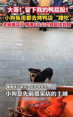 “泪目了！”小狗每天去烤鸭店蹭鸭屁股吃，老板搬新店后2年没再见，可就在3天前，小