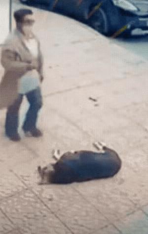 好狗不挡道，狗狗你不应该睡在路中间呢。
老大姐你走个路也真是的，扬起个老壳，路都