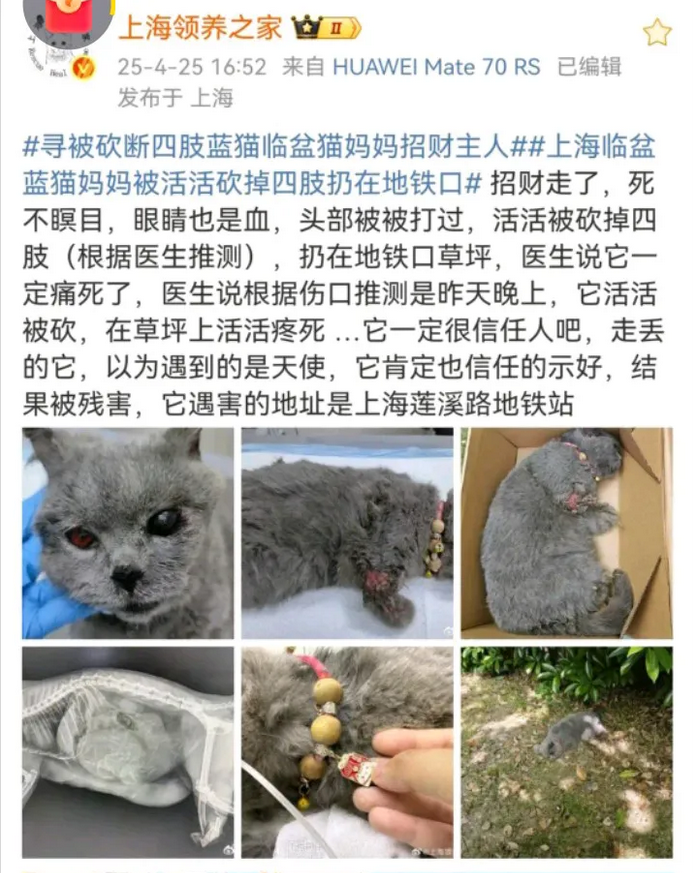 虐杀！地铁口怀孕蓝猫四肢被砍
