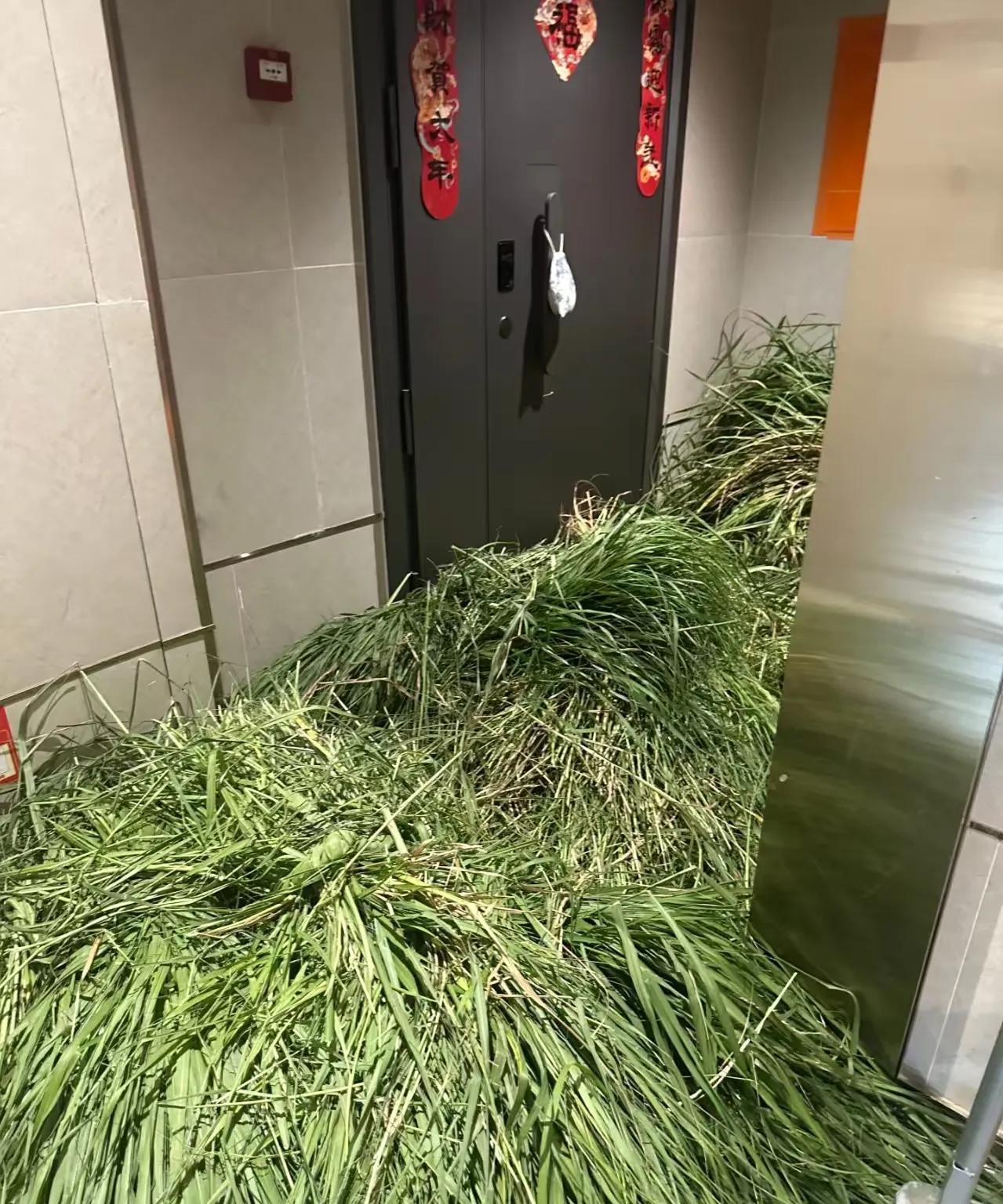感觉这家不得消停了，之前扔花瓶，现在不知道哪里搞来的草堵满楼道