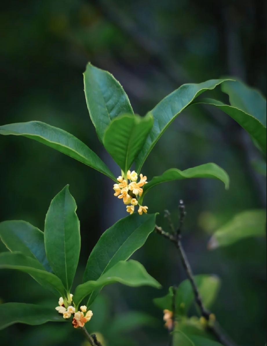 桂花开了，你想开了吗？