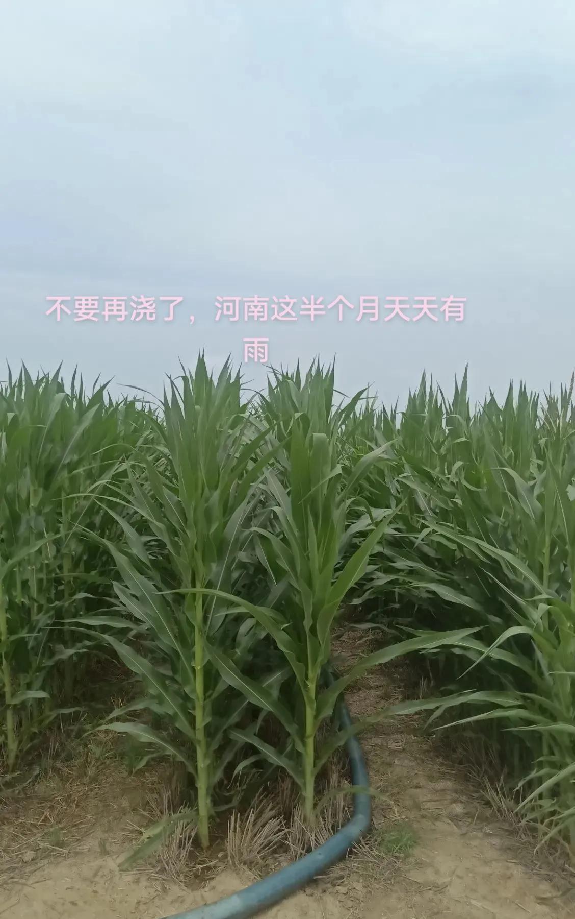 河南近年来，夏季天气极端，温度太高。
夏玉米不要麦收后马上种，往后延迟半个月，躲