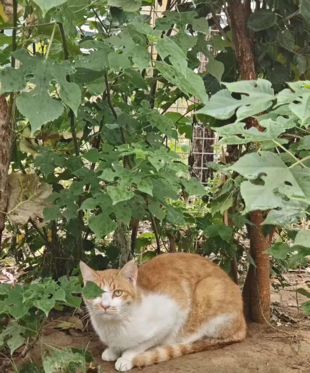 #想撸猫了，能分享你家猫咪的照片吗#一叶障目猫，享受阳光，喝水降温的猫，帮姥姥捡