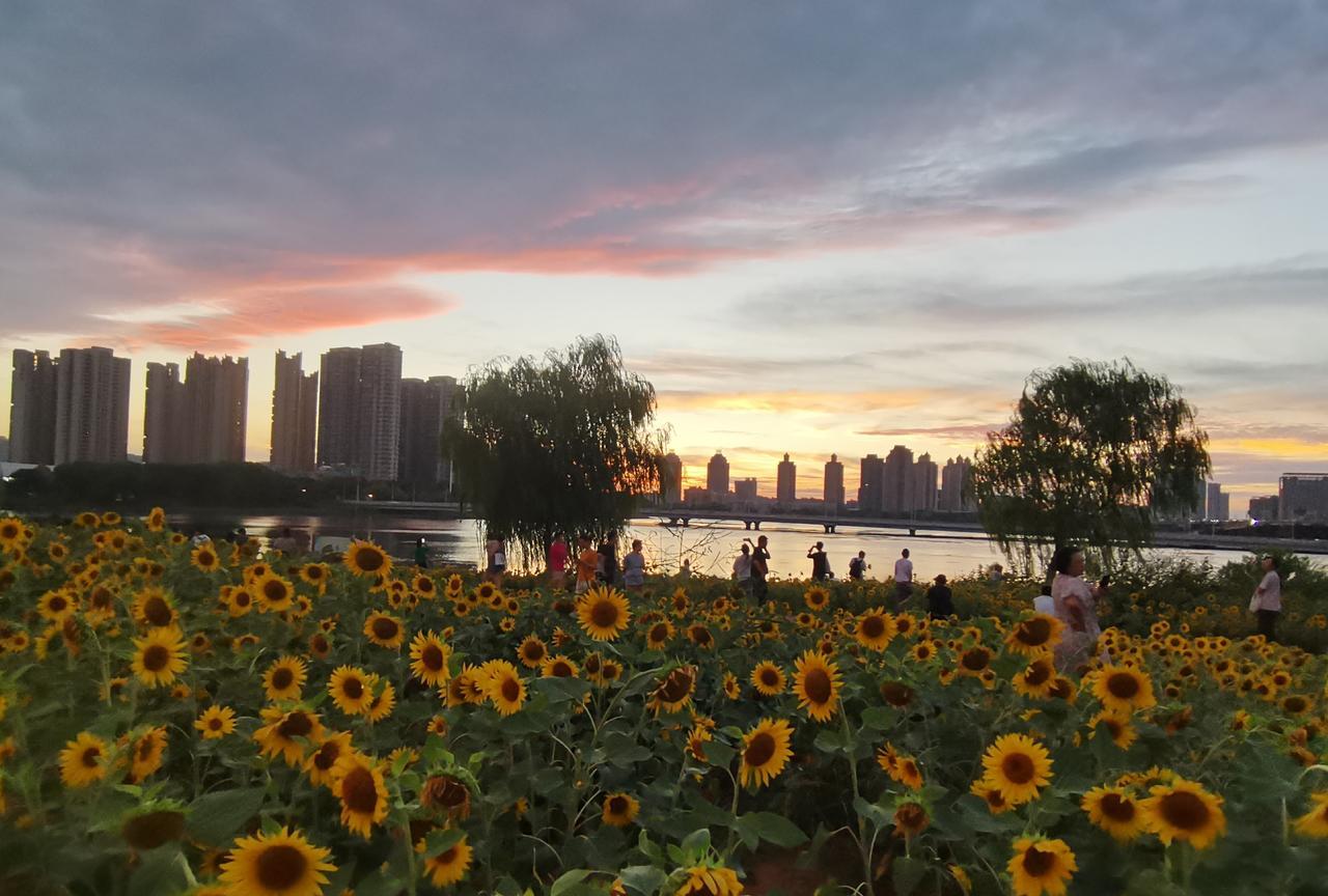 真没想到汉阳闹市区经开永旺附近竟然有这么一大片向日葵花海，引得无数时髦小姐姐前来