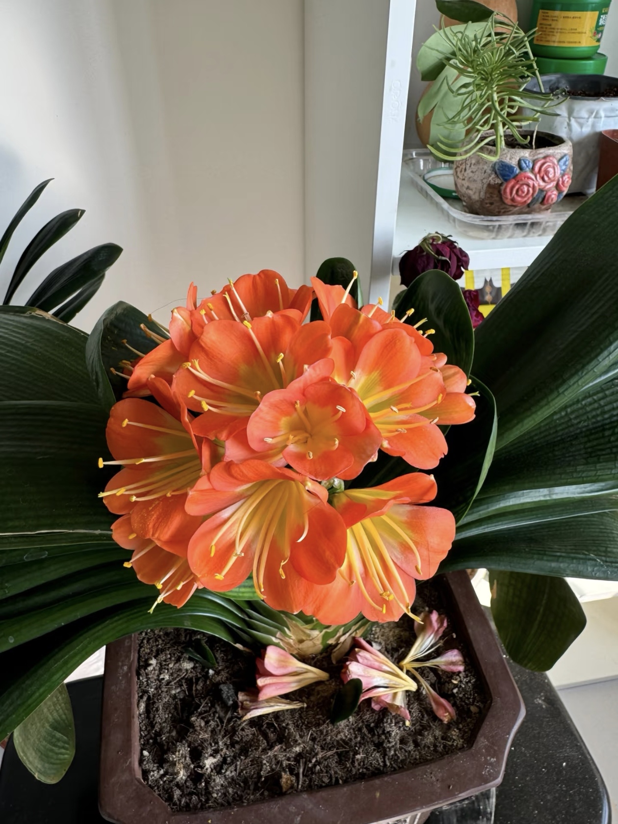 病虫害侵袭导致君子兰叶片长黄斑，如何处理？