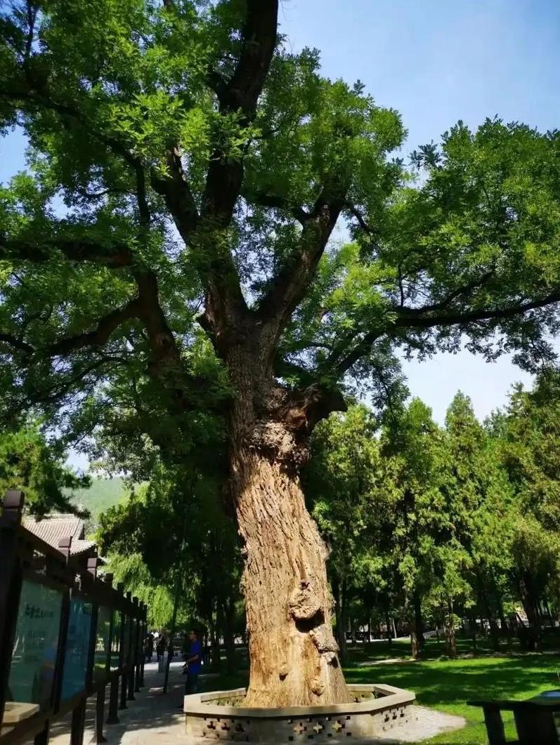 3025年高考语文题，请用成语提炼下文的中心思想（60分）：
院子里有两棵树，一