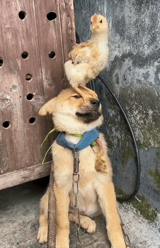 一条黄狗玩耍时不慎犯错，它咬了小鸡，主人把小鸡放在黄狗头顶，罚它顶半天