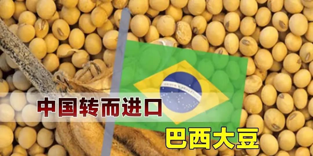 巴西大豆最近涨得很快，价格一下子涨了100美元/吨。青岛港现在几乎全是巴西的大豆