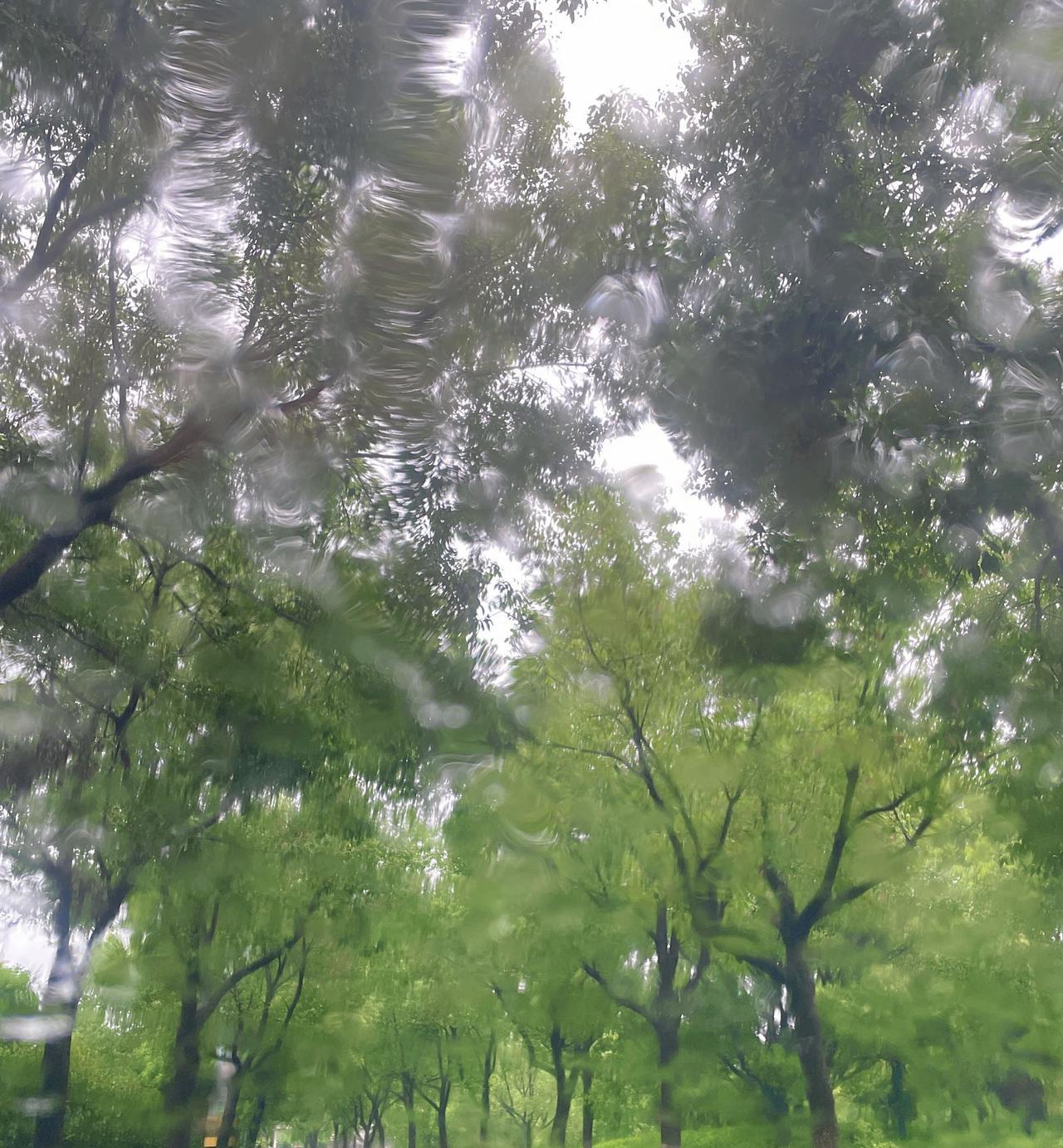 台风暴雨下的公园有另一种美
今天早上依旧受台风影响，天还在“劈风劈雨”  ，不过