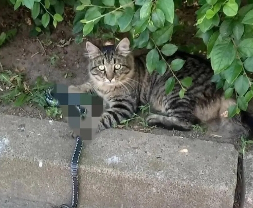 三亚蛇多的主要原因是，卖猫肉的猫王店，把全市流浪猫全都吃没了