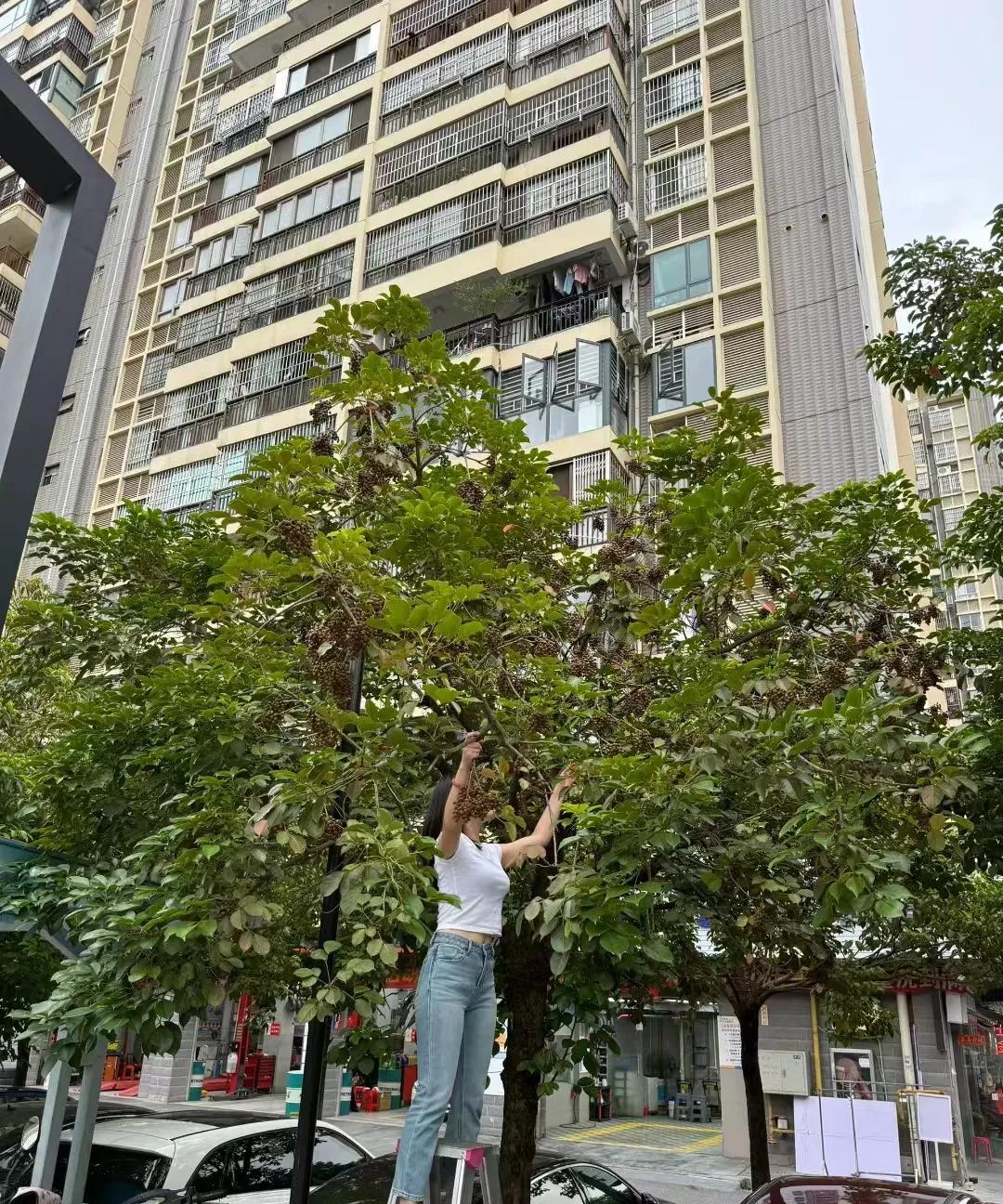 南宁的绿化带太香了！你们看，这位小姐姐正踩着梯子在绿化带摘果子呢！
南宁的风景也