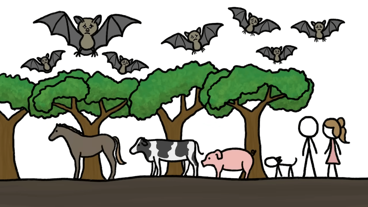 蝙蝠是多种致命病毒的潜在宿主？它们为何能与病毒长期共存？