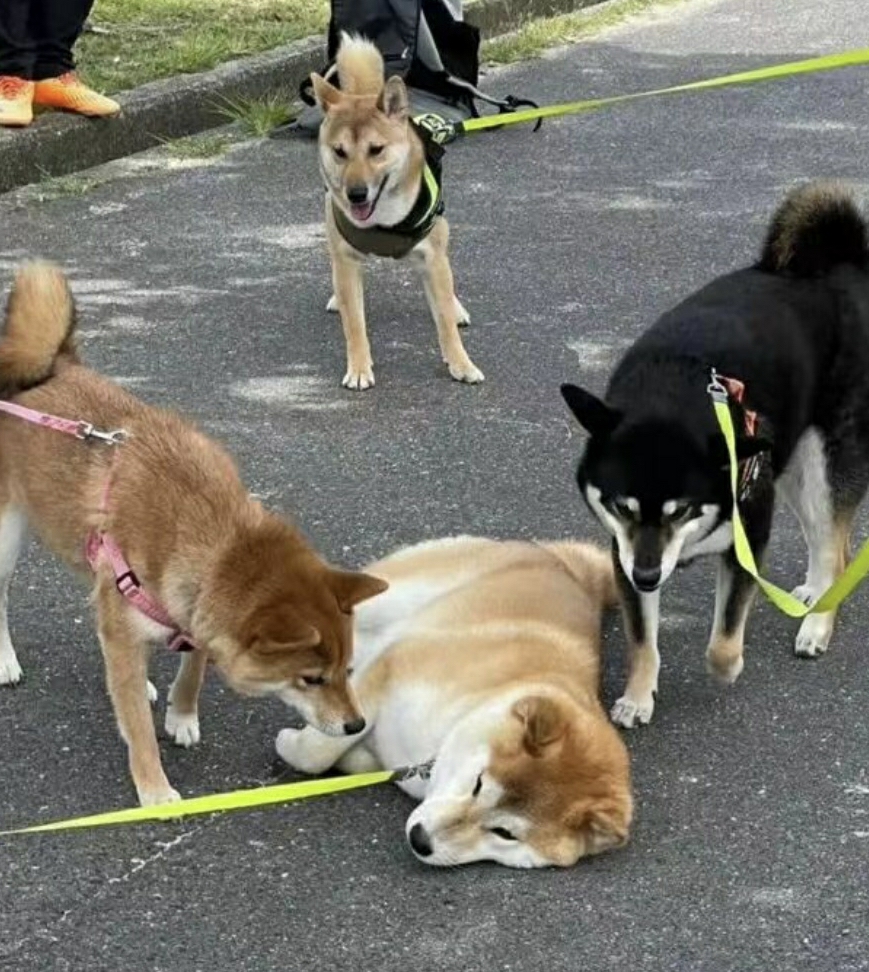当柴柴犹豫不愿散步时，周边温暖的小伙伴纷纷汇聚，用满满的鼓励为它注入前行的力量。