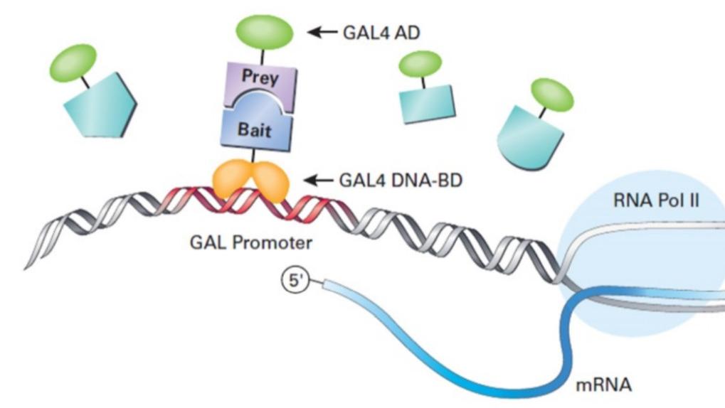 膜蛋白互作研究的 “核心工具”—— 酵母双杂交膜系统