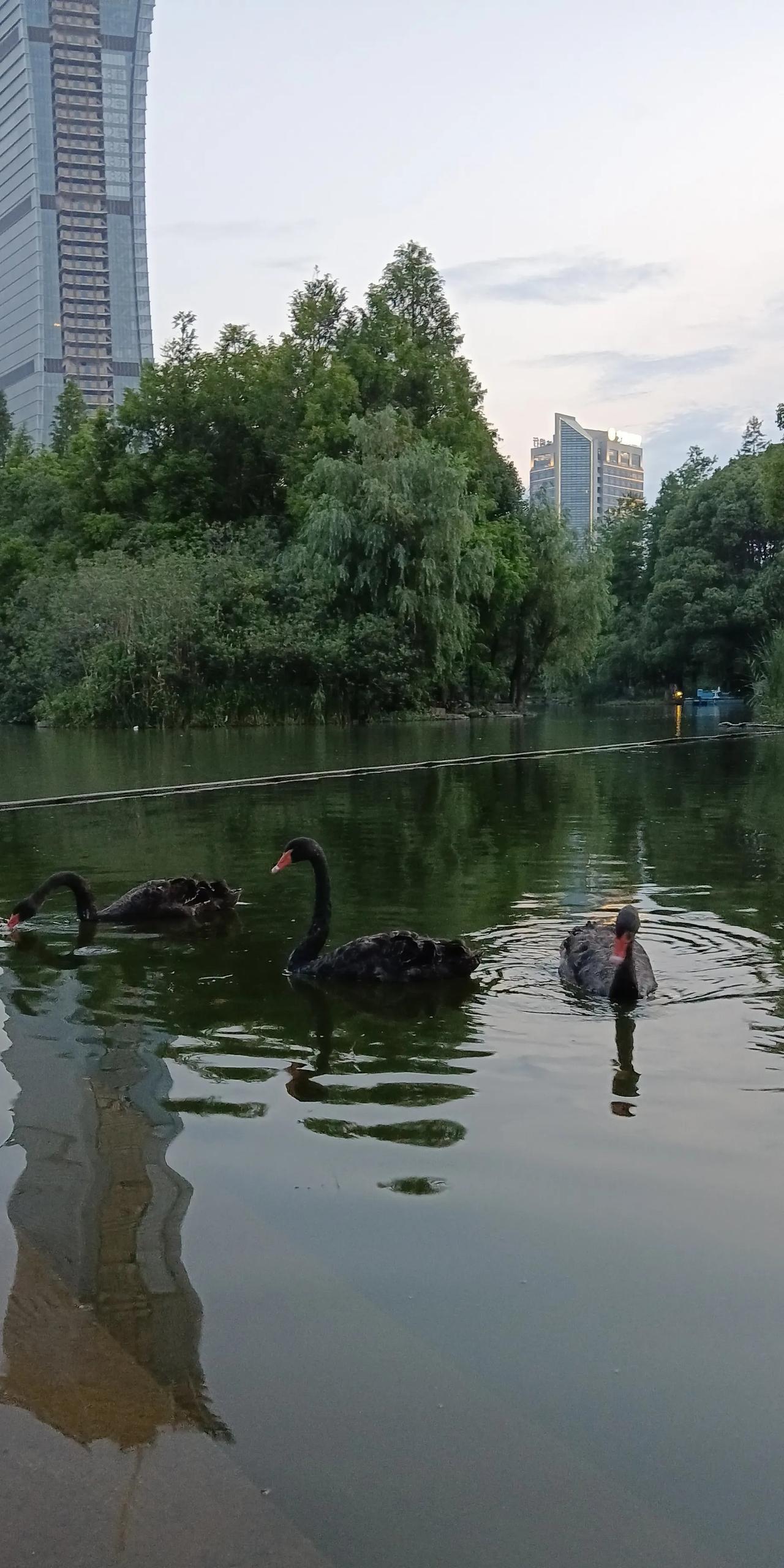 黑天娥戏水  绿树映湖光
城市绿洲中的黑天鹅，静谧而优雅。