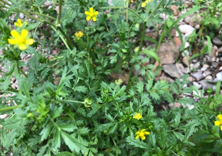 小区里的人停车，抱怨路太窄，实在没有地方停。

我们居住的小区，是这栋楼的最后一