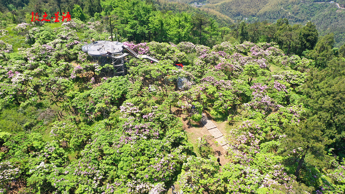 云锦杜鹃花海最佳欣赏胜地，免费路线揭秘