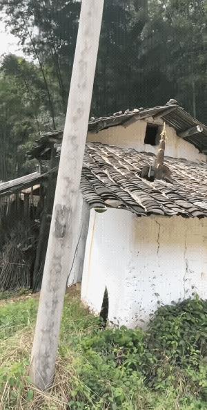 竹子在地下会蛰伏很长时间来养精蓄锐，力量足够时，它突然以极快的速度冒出来向上串长