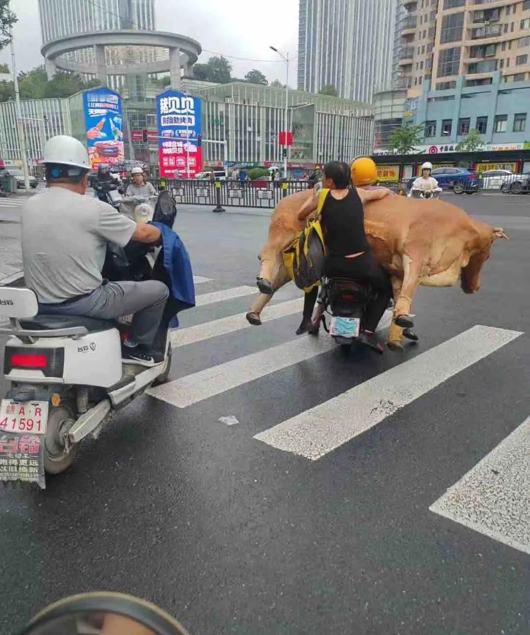 我也想买这款电动车