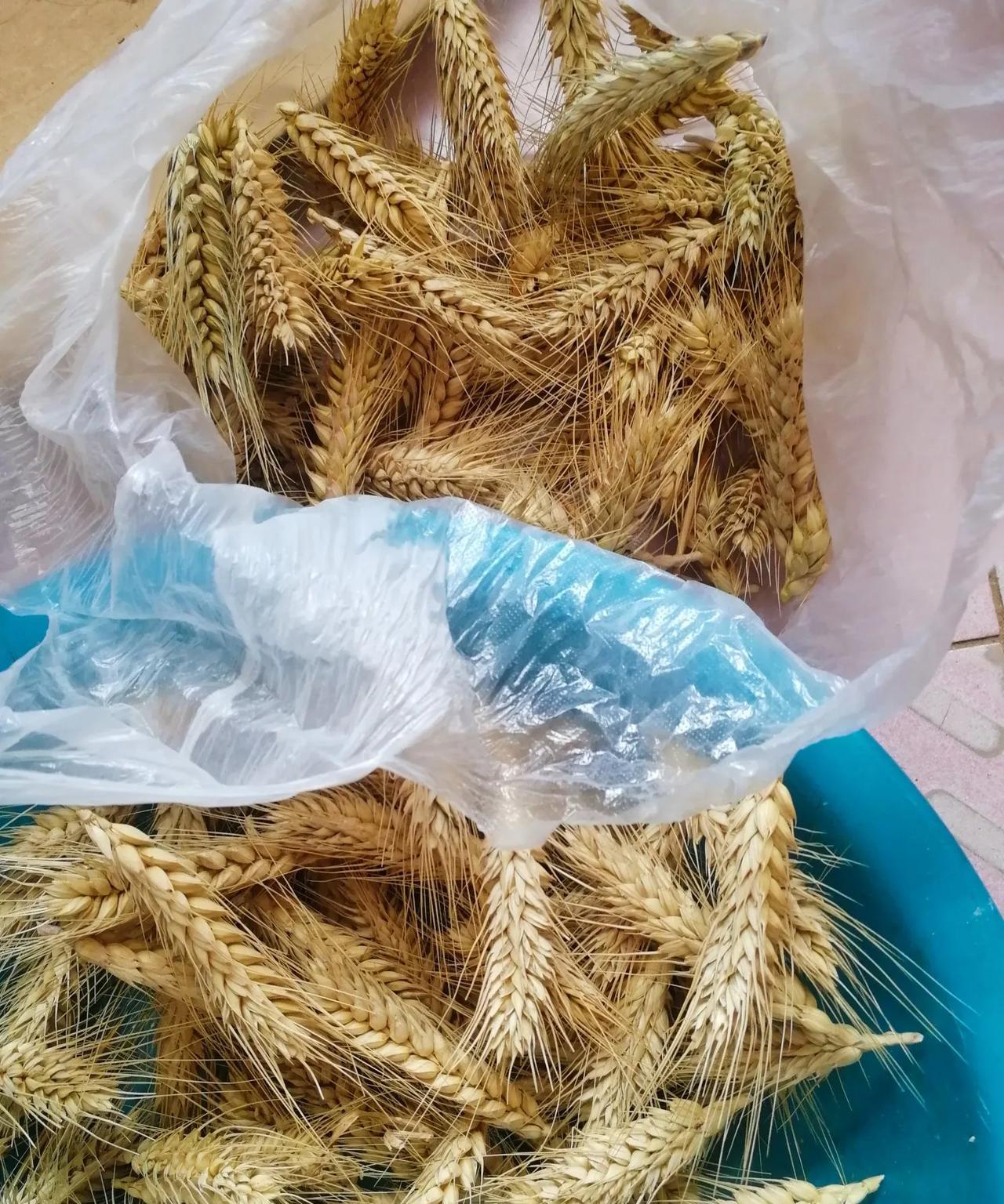 六月初四，雨天剥小麦准备抪种。本轮小雨徐村下水5毫米润泽万物，最大狼牙隐珠14亳
