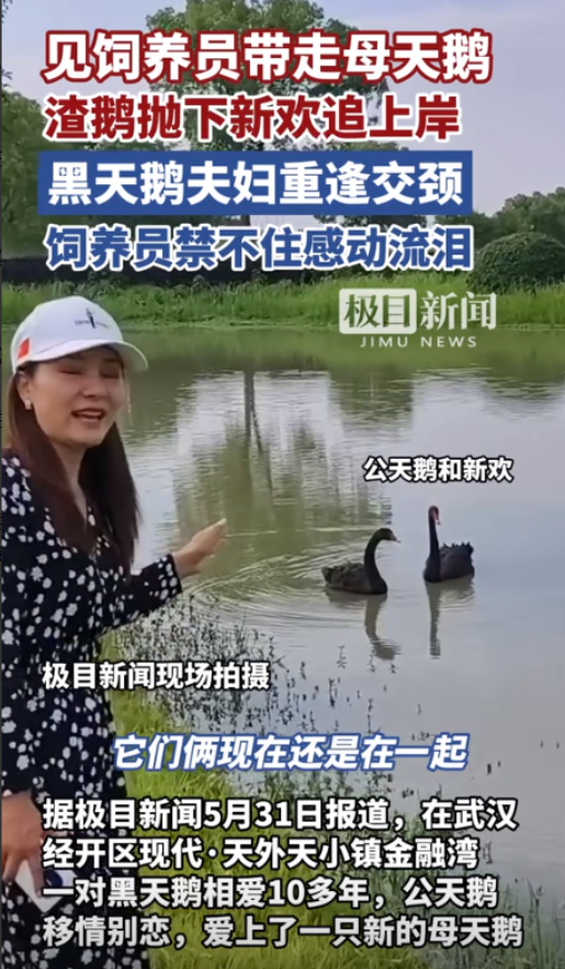 “万物皆有灵！”湖北武汉，一对天鹅夫妻相爱10年，岂料最近公天鹅移情别恋，和新欢