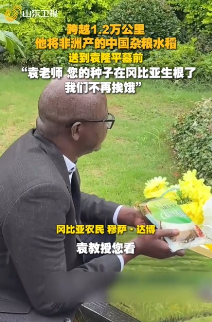 “袁老师，非洲的土地也丰收了！”冈比亚农民跨万里来华，用金灿灿的稻穗告慰袁隆平！