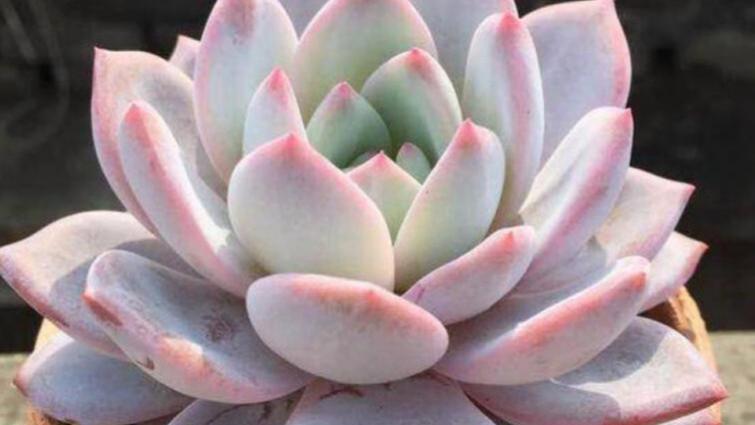 多肉全面养护指南-芙蓉雪莲