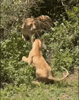 猴哥你是疯了吗，你怎么是狮子的对手呢，是谁给你的勇气和胆量，敢对狮子发动死亡进攻
