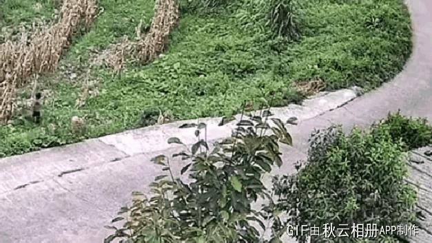 坦克是没有后视镜的，你的途观也没有？？？？