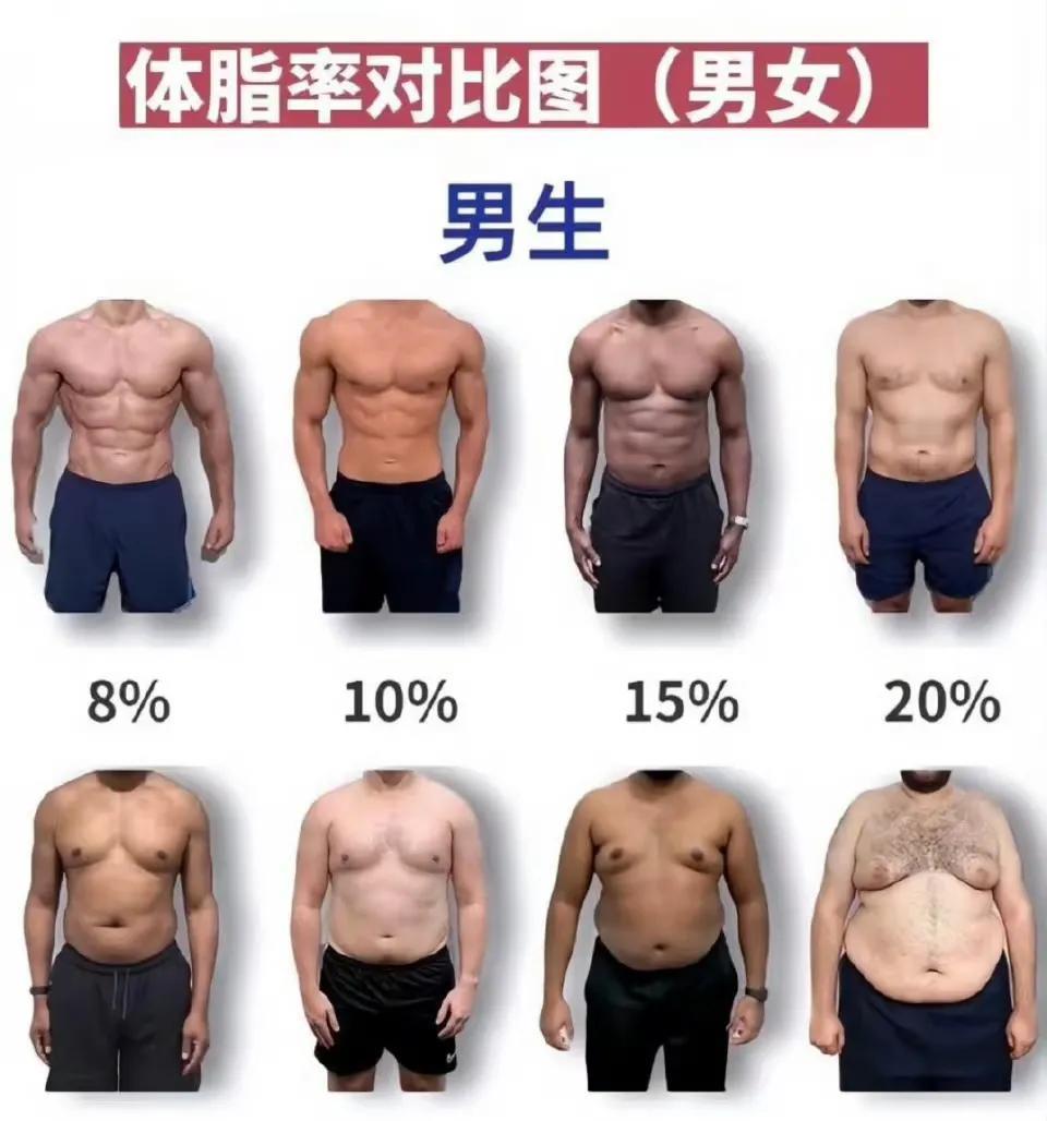 人体体脂率对比图表