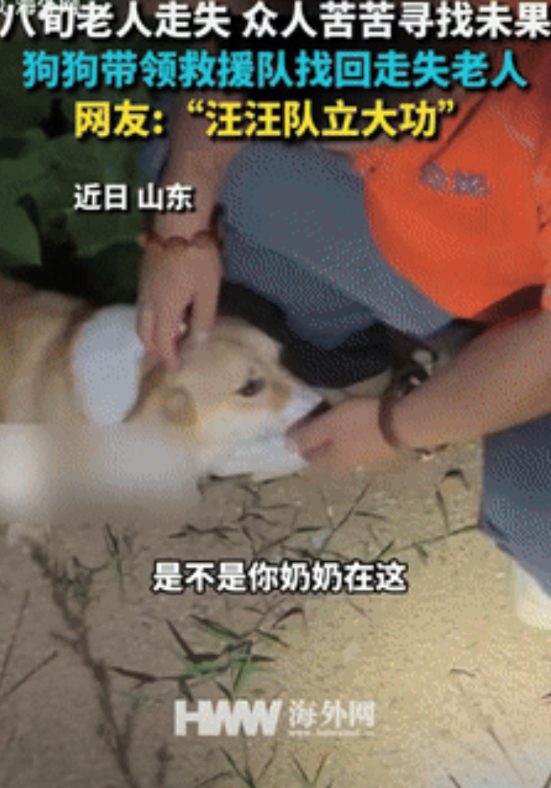“狗立大功了！”山东龙口，一8旬老太走丢后，家人找了救援队帮忙寻找，但始终没有结