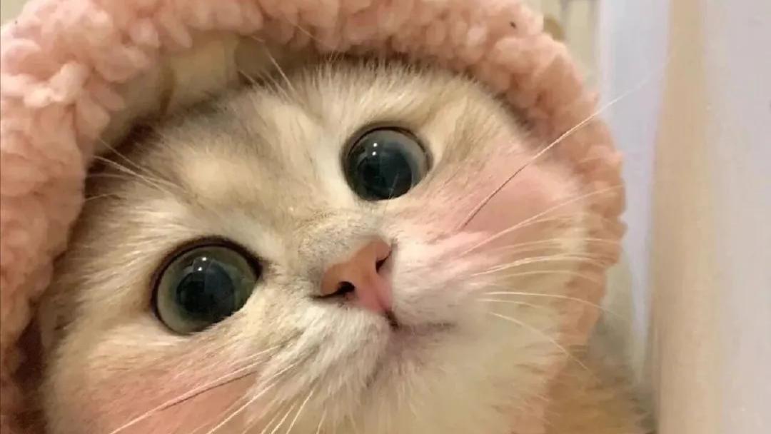 如何让猫咪变得更粘人？