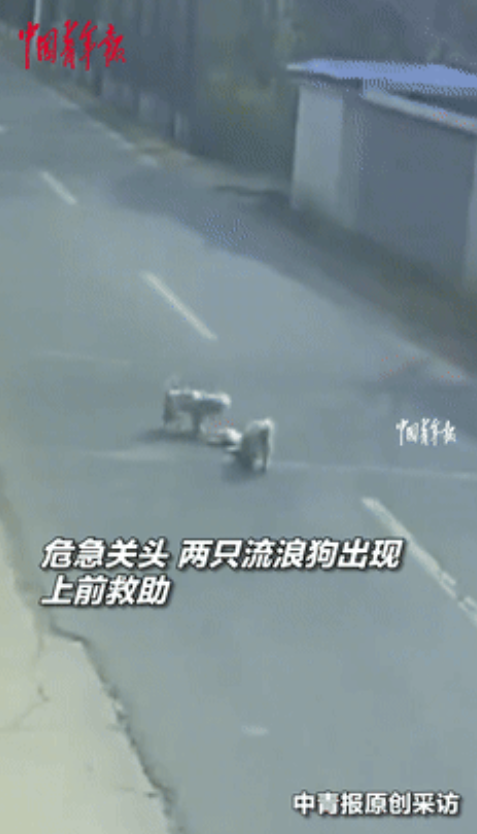 比人还有人情味！江苏常州，奔驰车撞飞小白狗后，两只流浪狗竟冒死上演