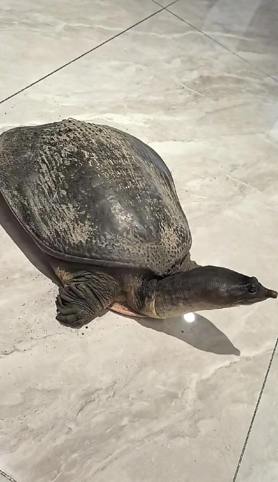 人怎么可以傻到这种程度
这个甲鱼800块钱买的
又是上当的一天
小姐姐说她在路上