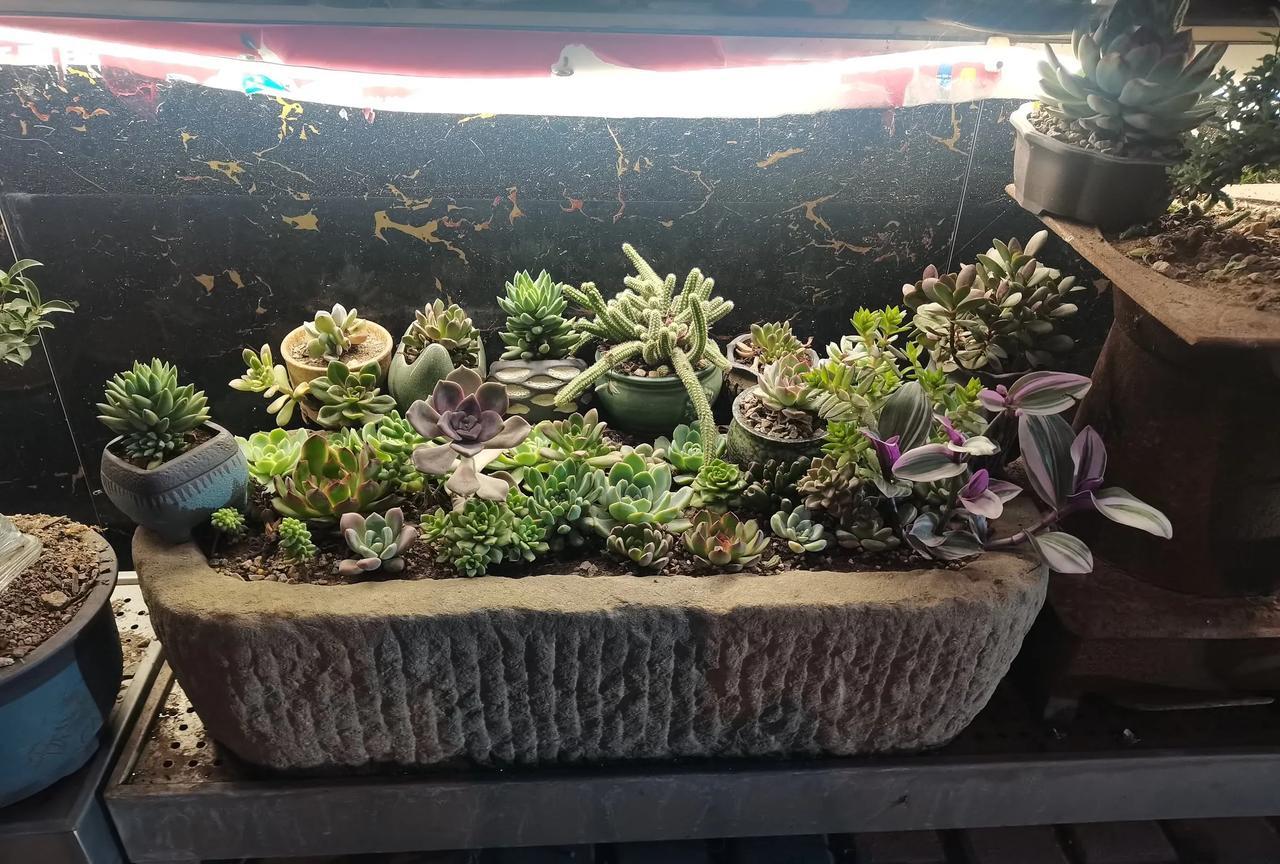 #分享手机随拍的风景#在一个小镇吃饭时看到的，店周围都摆满了各种多肉，我想老板一
