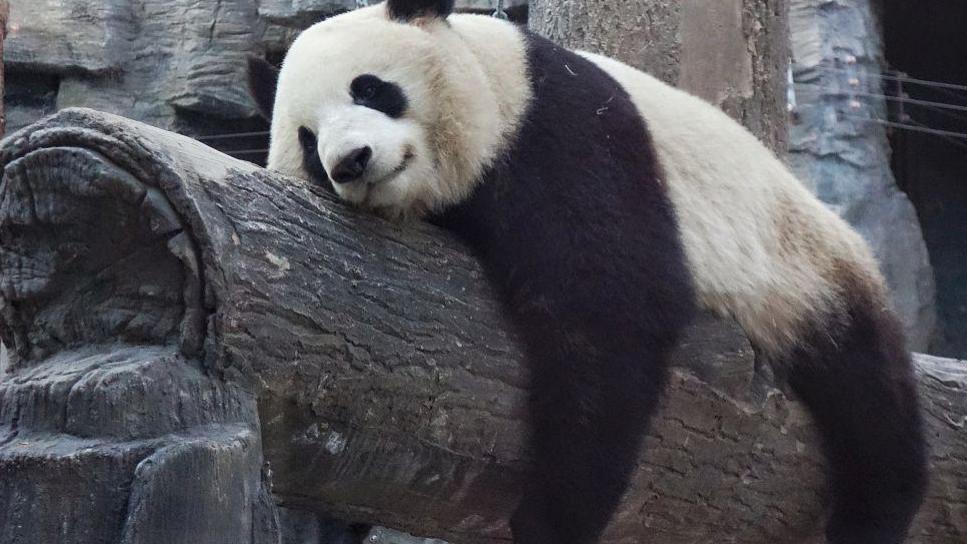 电量耗尽警告：为什么越热闹的职场，越容易养出“回家沉默族”？