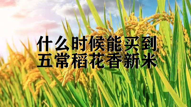 什么时候能买到五常稻花香新米