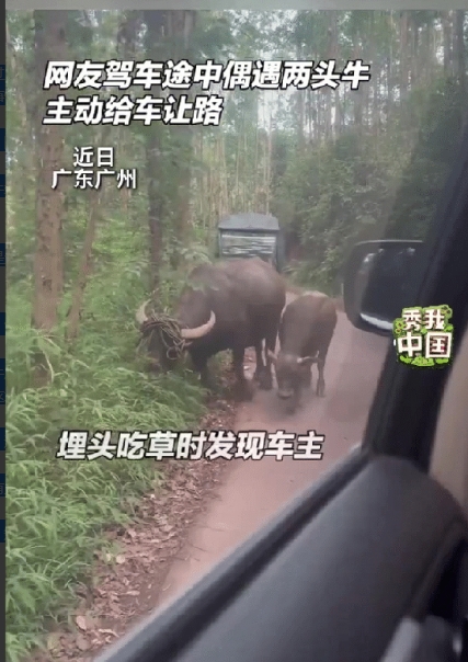 广东广州一女子驾车经过乡村小道，他遇到两头牛挡住了他的去路，可令他万万没有想到的