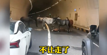 “万物皆有灵！”7月20日，河北张家口，一女子开车过隧道时，却被5匹马堵路，害的