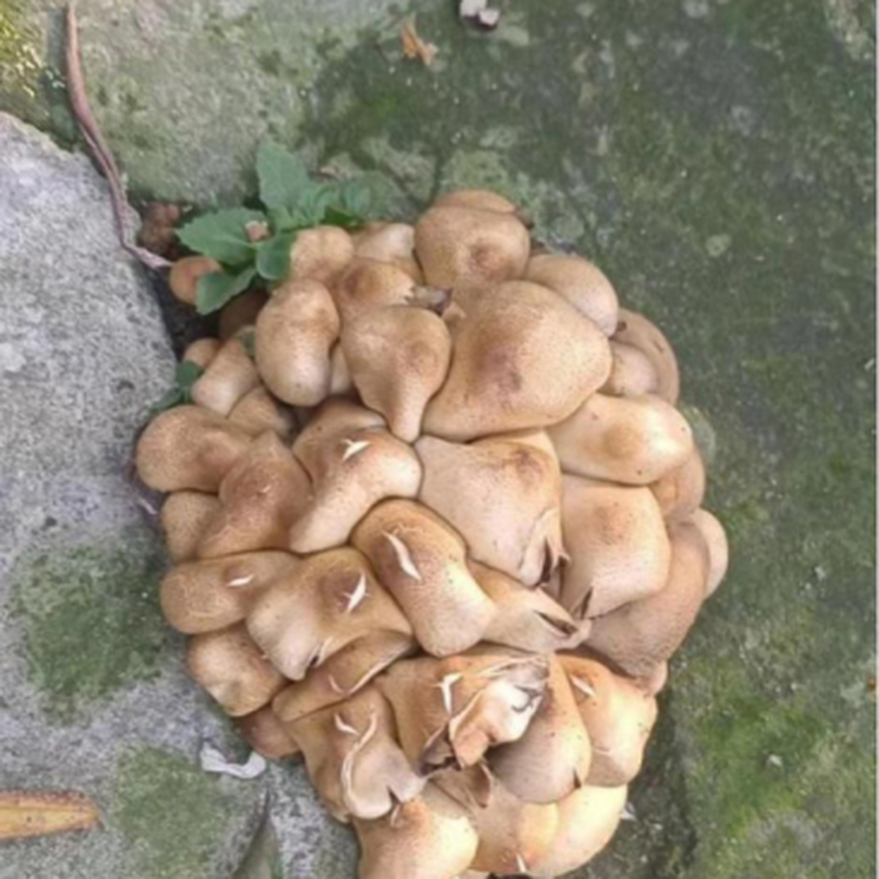 回家的路上看到的，从地缝里长出来的，看着好新鲜呀，想问下这个能吃吗