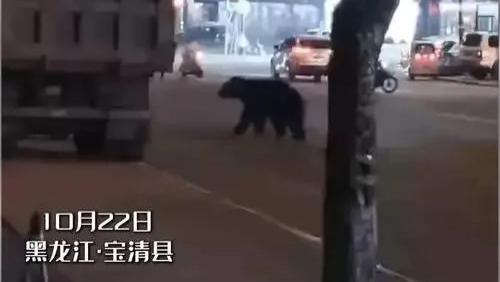 再现野兽进城：约400斤黑熊夜闯黑龙江宝清县城，警方连开数枪击毙，有网友质疑“为何不活捉”