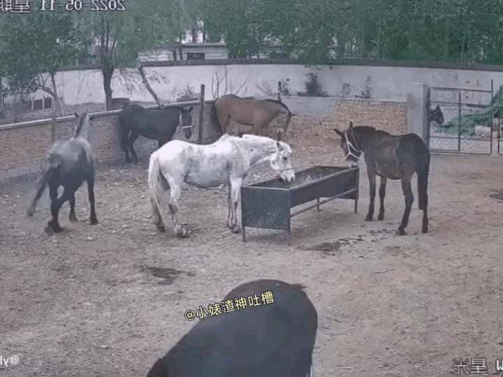 终于看到了真实的马卧槽！这种情况下，谁知道，如果没有外力帮忙，这匹卧槽马能自己下