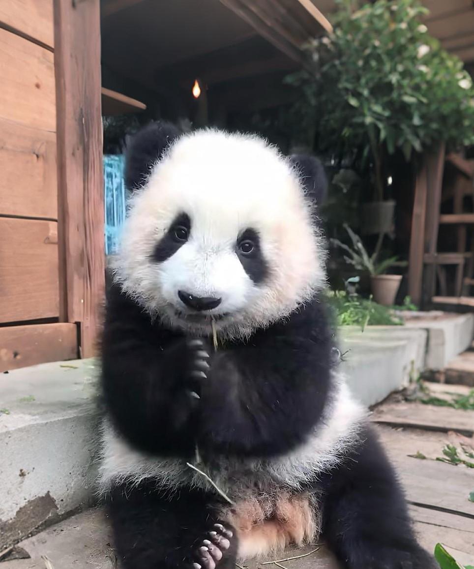 真的是又乖又漂亮，妥妥的颜值担当，我愿称之为熊猫界的“白月光”！
长大后的重重画