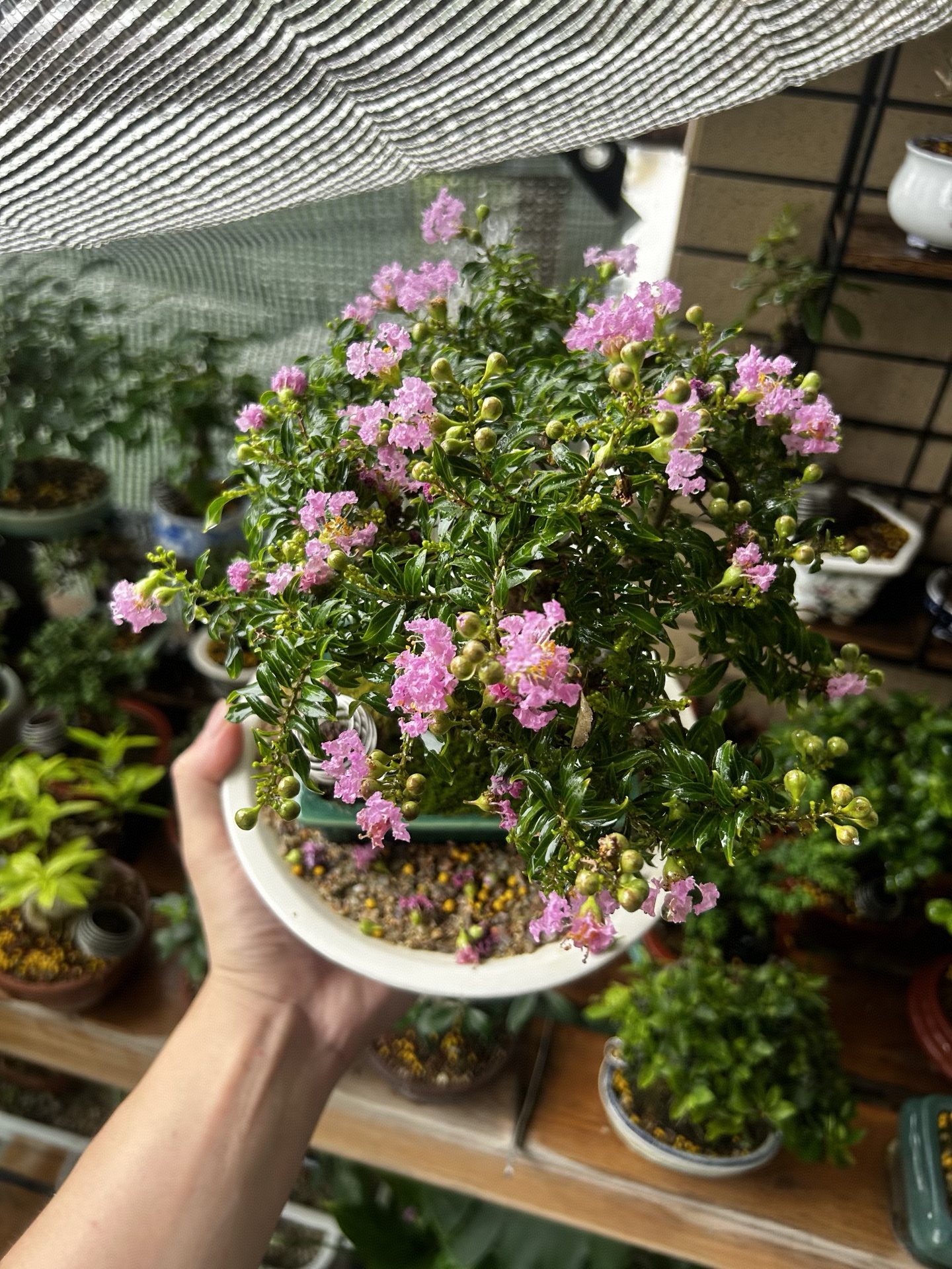 紫薇“好伺候”，不娇气！