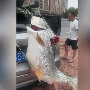 广西贵港这哥们儿可算逮着机会显摆了！他钓到一条一米多长的大鱼，明明能塞后备箱，他