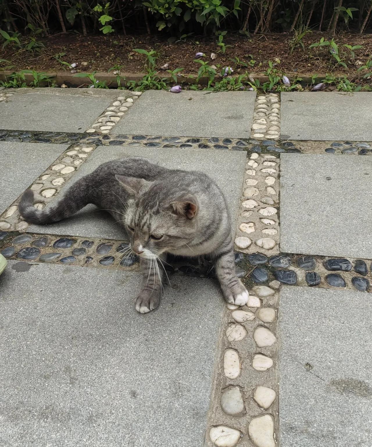 花猫一只。
在这炎热的夏天，
妈咪也精神不起来。