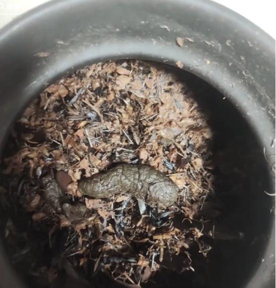“最绝望的时刻！”一女子去看中医，开了几副中药回家自己熬，当喝完药汤倒掉残渣时，
