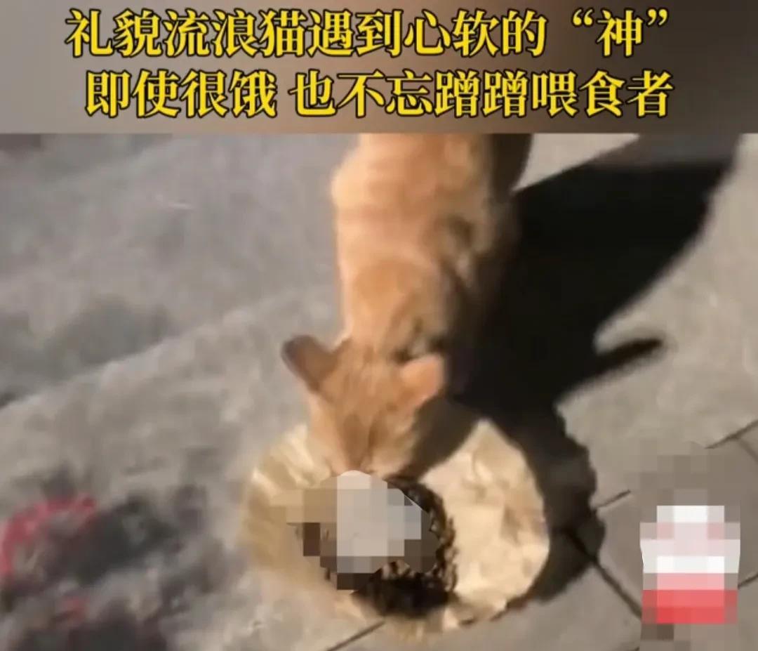 浙江，流浪橘猫吃了上顿没下顿，正饿得昏头转向。却万分幸运地遇上了一个投喂它猫粮的